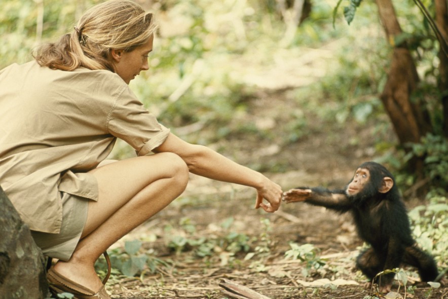 jane goodall chimpanzee social