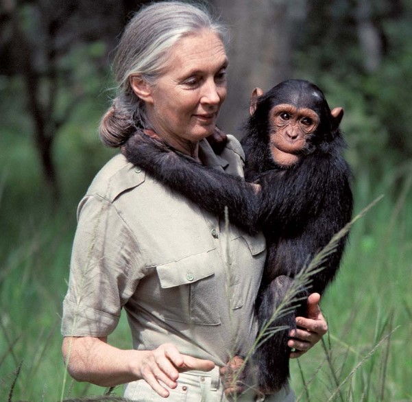 Jane Goodall Job